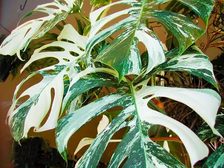 Monstera Deliciosa Albo variegata