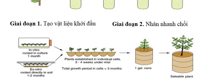 Các Bước Thực Hiện Nuôi Cấy Mô
