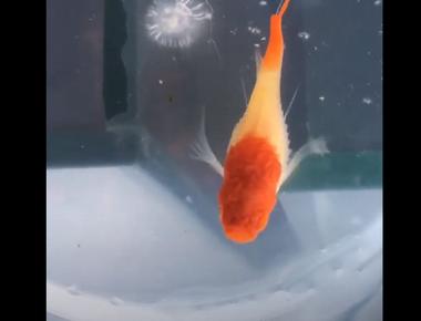 Các bệnh thường gặp ở cá guppy và cách điều trị