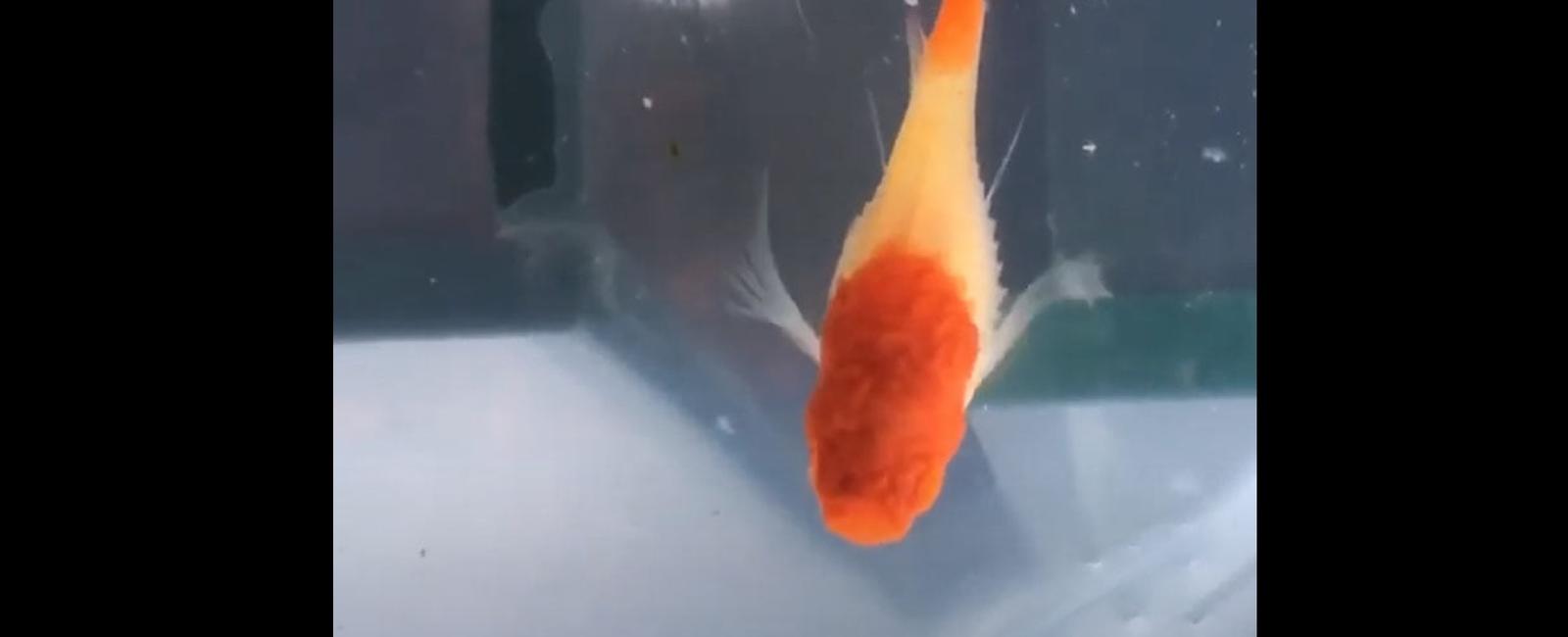Các bệnh thường gặp ở cá guppy và cách điều trị