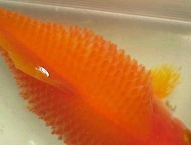 Cách Điều Trị Cá Guppy Bị Xù Vảy Hiệu Quả