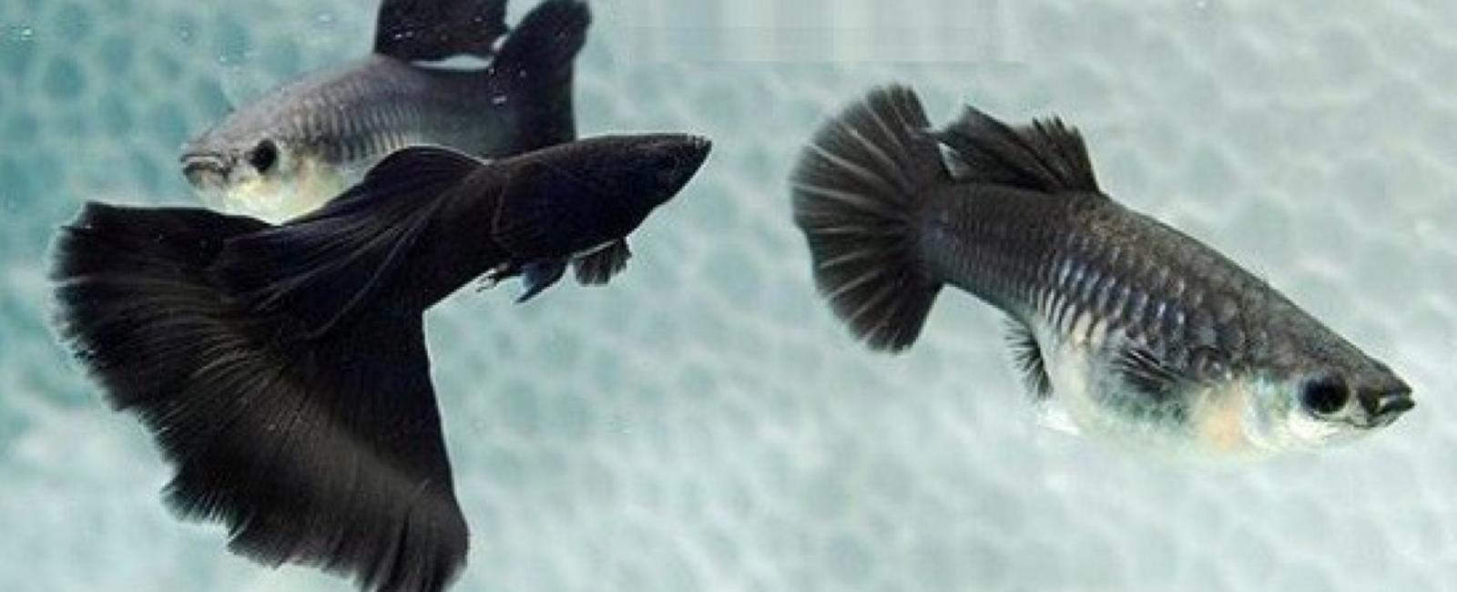 Cách Quan Sát Dấu Hiệu Sức Khỏe Của Cá Guppy