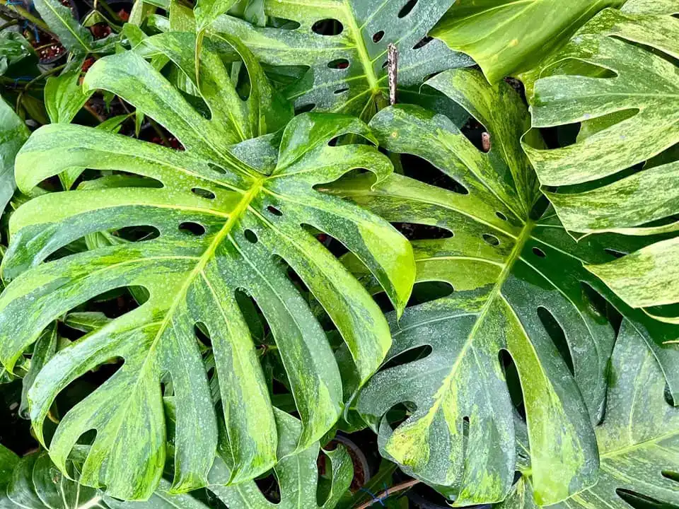 Monstera Deliciosa Green on Green
