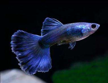 Guppy Moscow: Cá Guppy Nổi Bật từ Nga