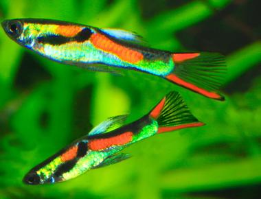 Giới Thiệu Các Giống Guppy Độc Lạ và Hiếm