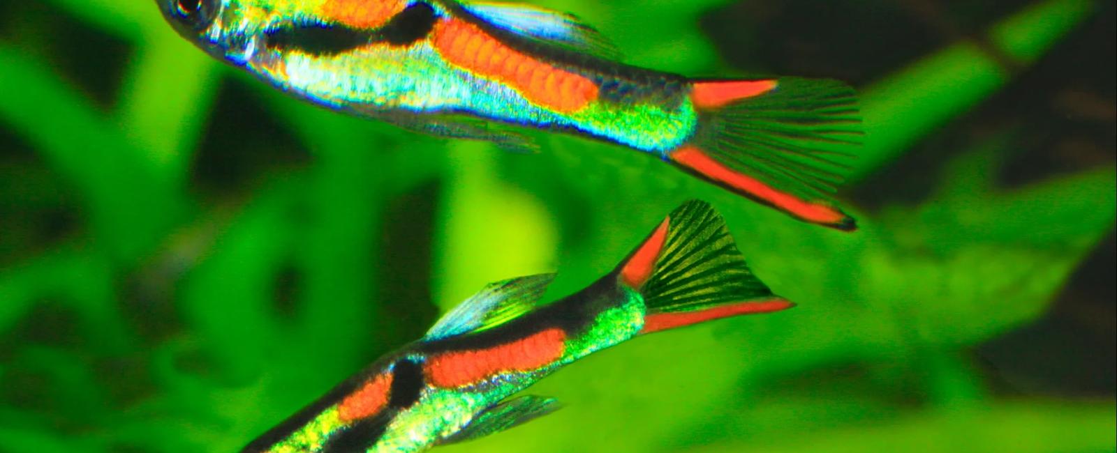 Giới Thiệu Các Giống Guppy Độc Lạ và Hiếm