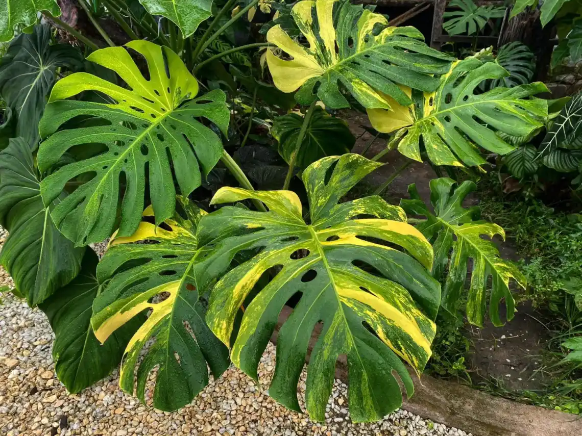 Monstera Deliciosa Aurea