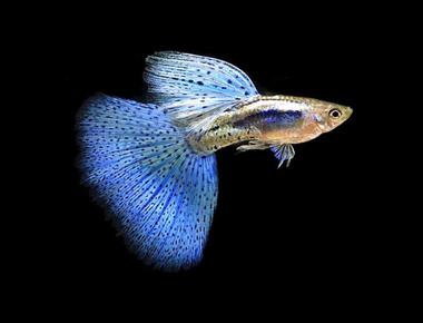 Cách Kiểm Tra Chất Lượng Cá Guppy Trước Khi Mang Về Nhà