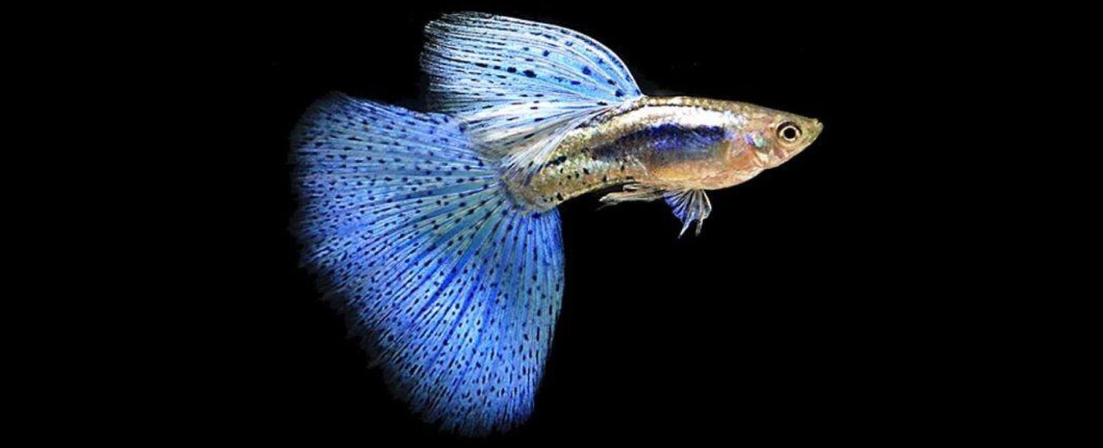 Cách Kiểm Tra Chất Lượng Cá Guppy Trước Khi Mang Về Nhà