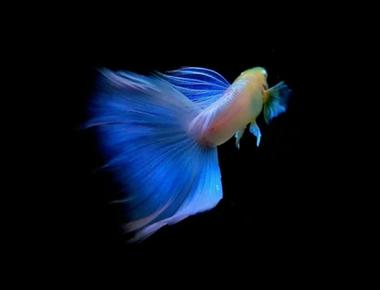 Tìm Hiểu Về Di Truyền Học Của Cá Guppy