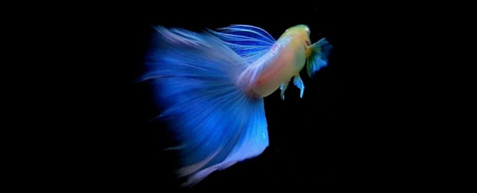 Tìm Hiểu Về Di Truyền Học Của Cá Guppy