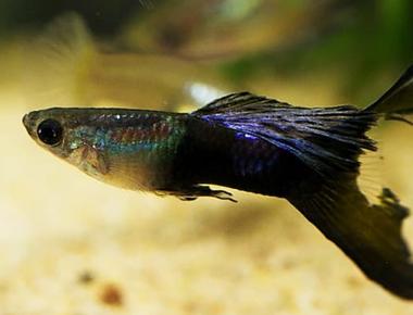 Các Dấu Hiệu Nhận Biết Cá Guppy Bệnh Khi Mua