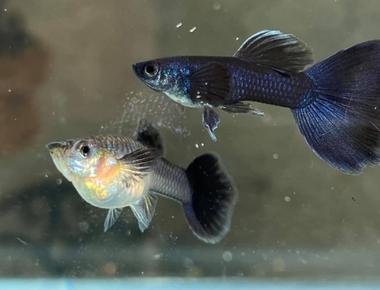 Những Yếu Tố Ảnh Hưởng Đến Khả Năng Sinh Sản Của Cá Guppy