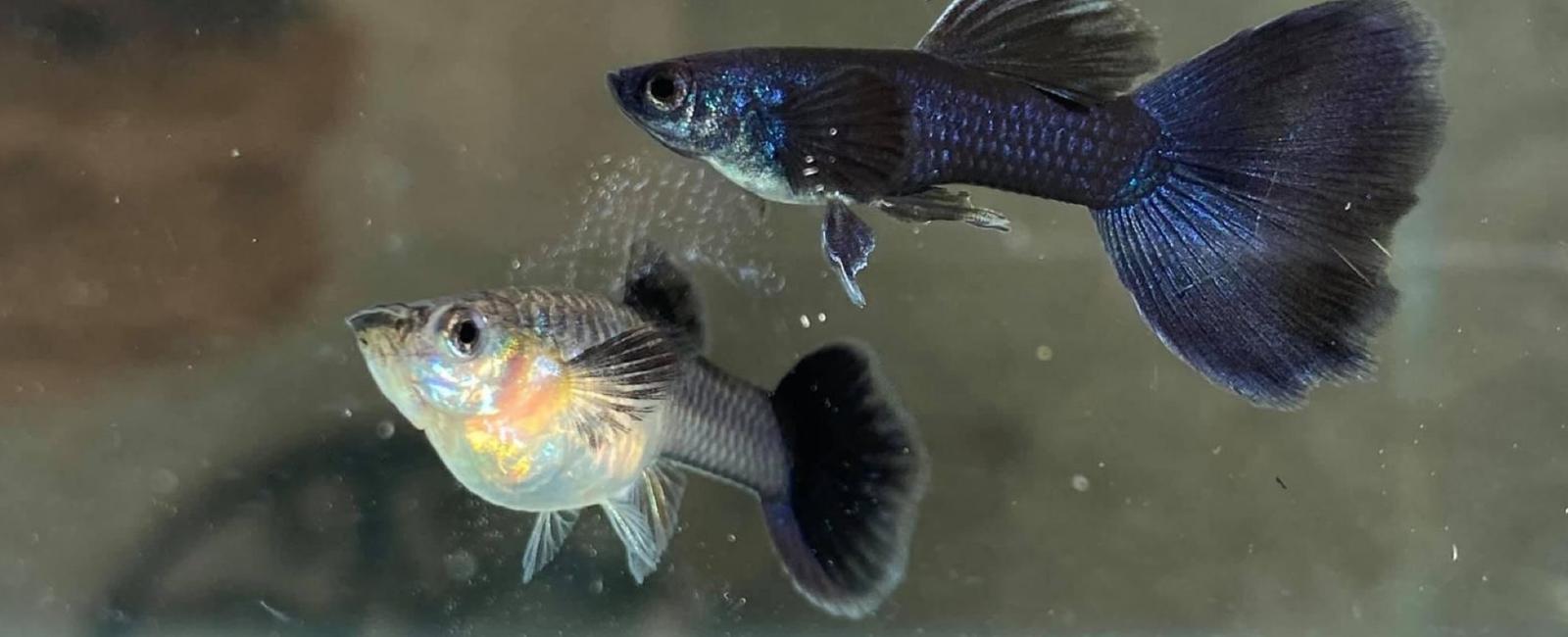 Những Yếu Tố Ảnh Hưởng Đến Khả Năng Sinh Sản Của Cá Guppy