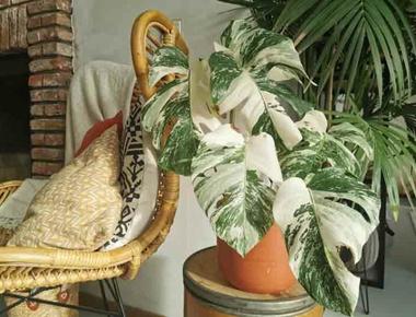 Monstera Borsigiana