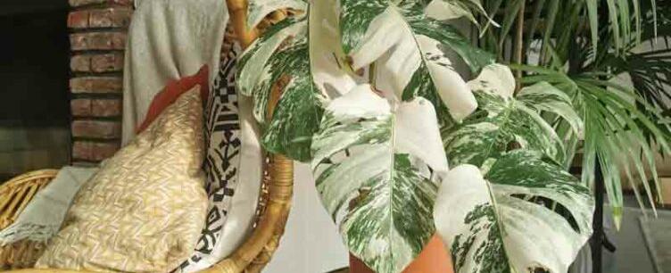Monstera Borsigiana
