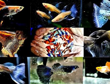 Những Yếu Tố Cần Cân Nhắc Khi Lai Tạo Cá Guppy