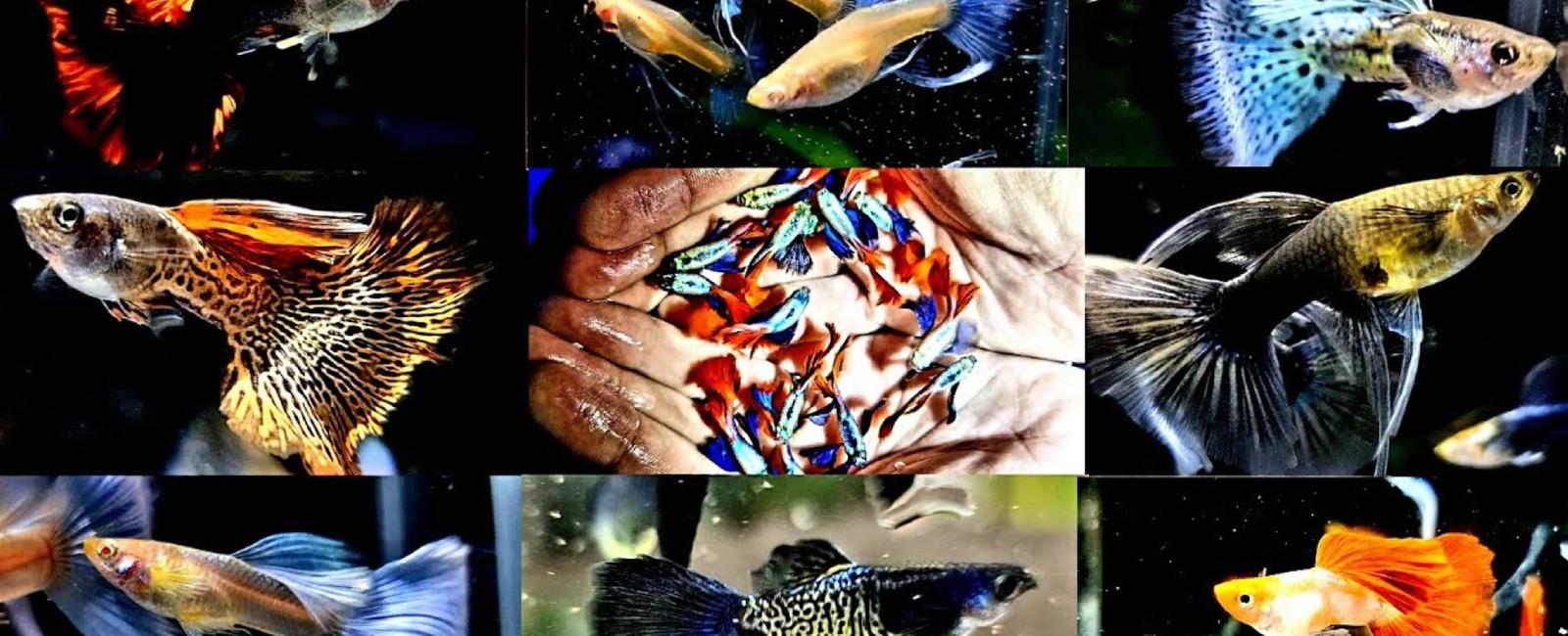 Những Yếu Tố Cần Cân Nhắc Khi Lai Tạo Cá Guppy