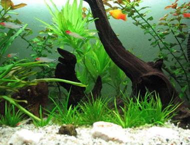 Bảo Quản Cây Thủy Sinh Trong Bể Guppy Lâu Dài