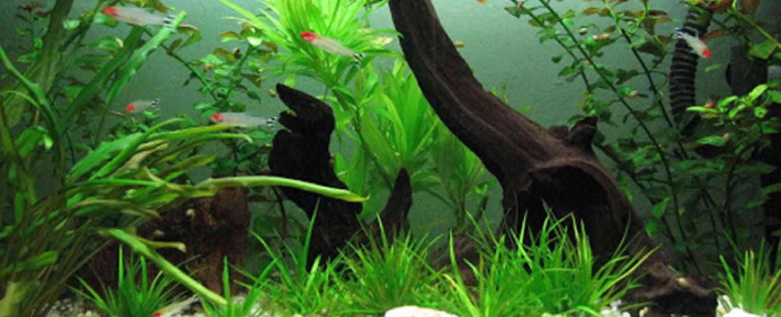 Bảo Quản Cây Thủy Sinh Trong Bể Guppy Lâu Dài