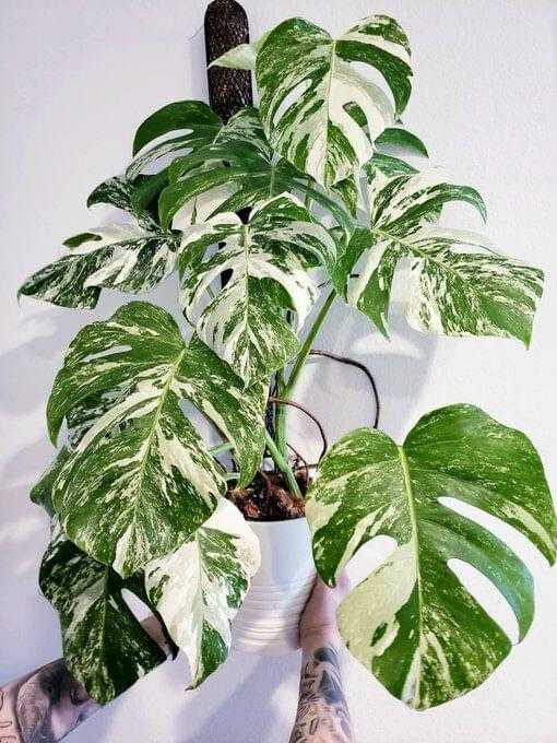 Monstera Deliciosa Albo Variegata