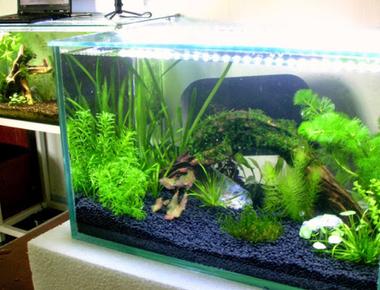 Tạo Bể Guppy Đẹp Với Chi Phí Thấp: Hướng Dẫn Chi Tiết