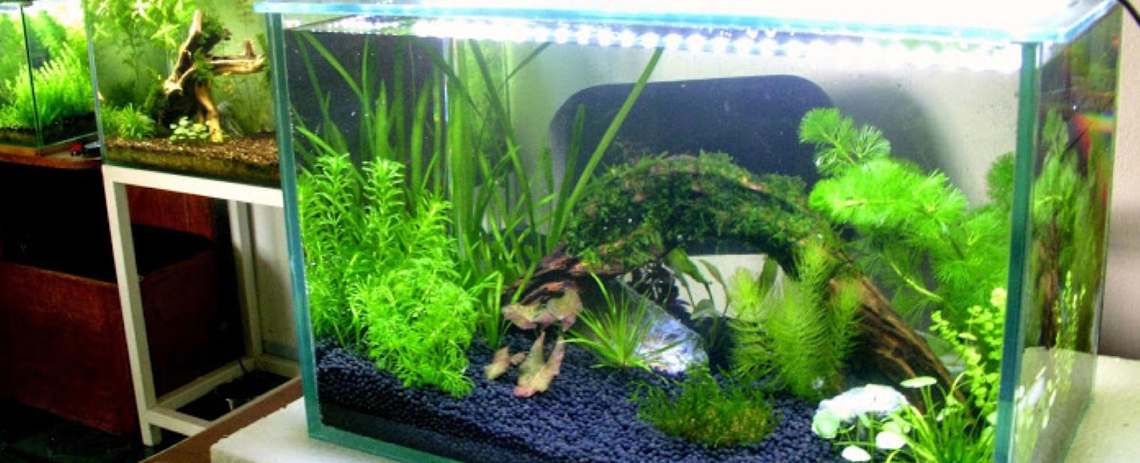 Tạo Bể Guppy Đẹp Với Chi Phí Thấp: Hướng Dẫn Chi Tiết