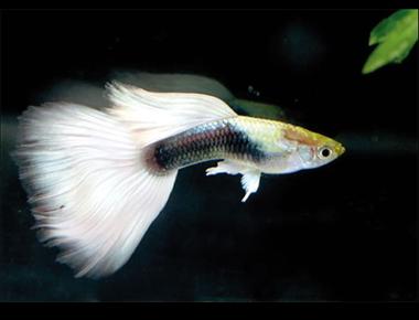 Các Loại Cá Guppy Phổ Biến Trên Thế Giới