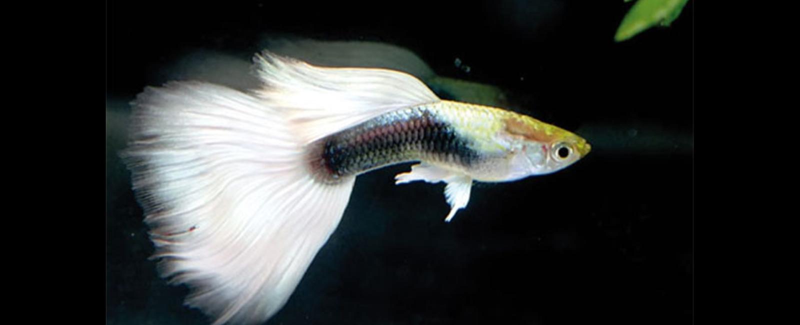 Các Loại Cá Guppy Phổ Biến Trên Thế Giới