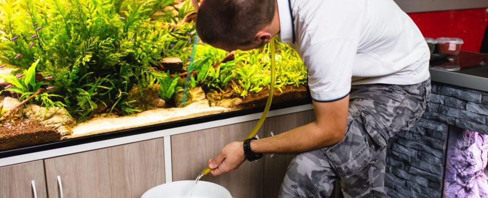 Cách Thay Nước và Vệ Sinh Bể Cá Guppy