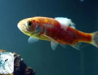 Cách Phát Hiện Cá Guppy Bị Nấm và Xử Lý Hiệu Quả