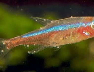 Phòng Tránh Bệnh Đốm Trắng Ở Cá Guppy