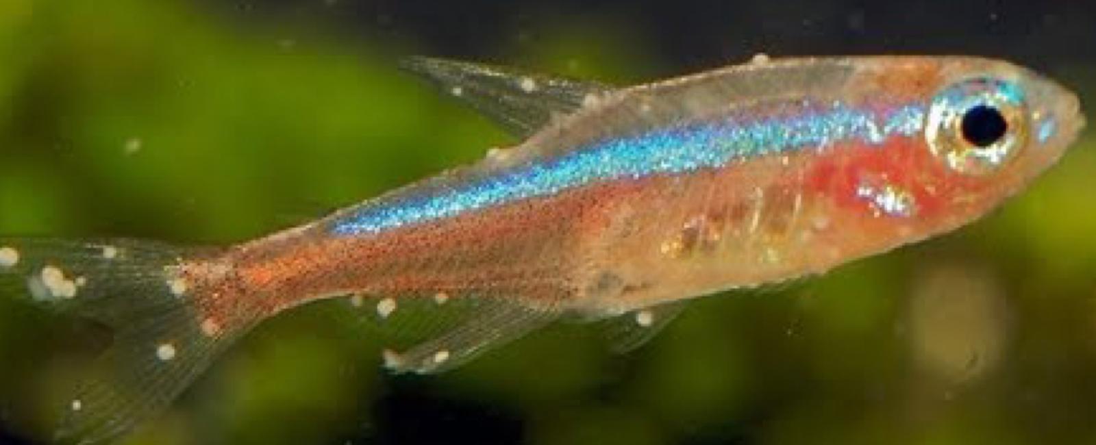 Phòng Tránh Bệnh Đốm Trắng Ở Cá Guppy