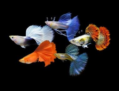 Vì Sao Cá Guppy Được Yêu Thích Trong Giới Chơi Cá Cảnh?