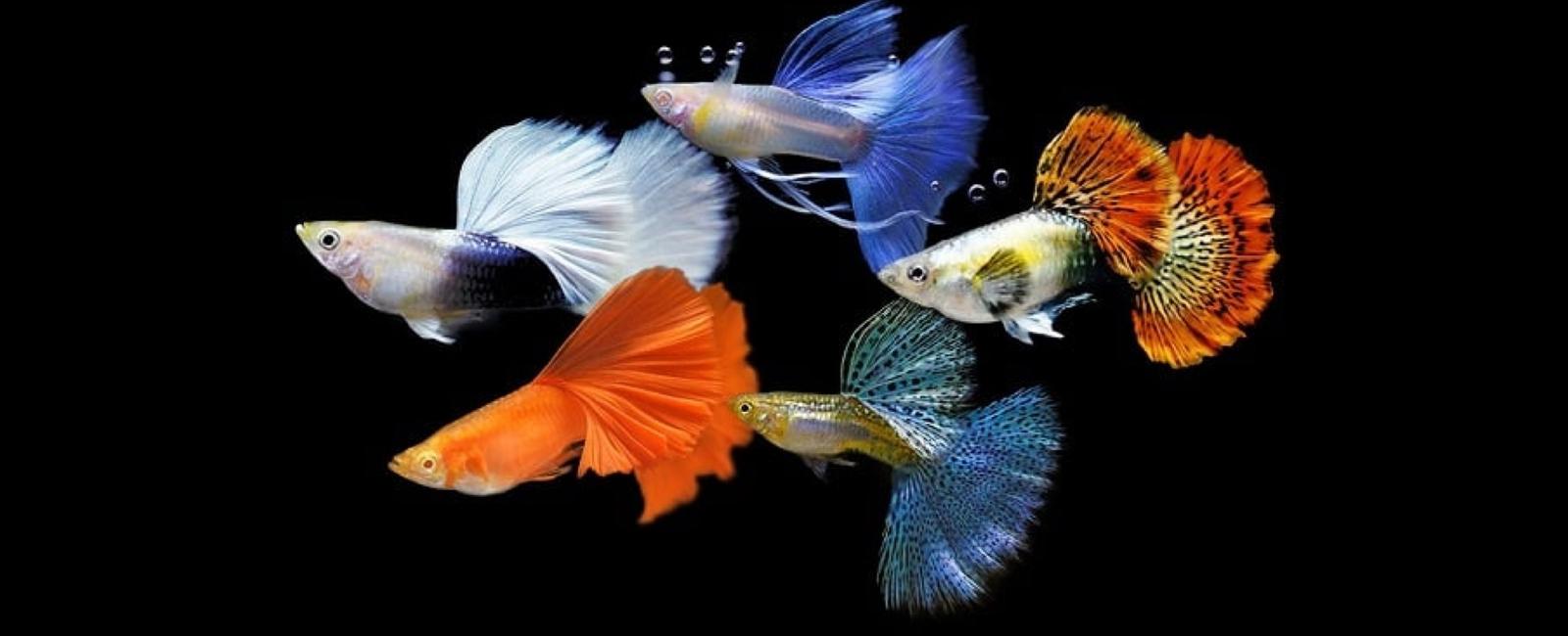 Vì Sao Cá Guppy Được Yêu Thích Trong Giới Chơi Cá Cảnh?