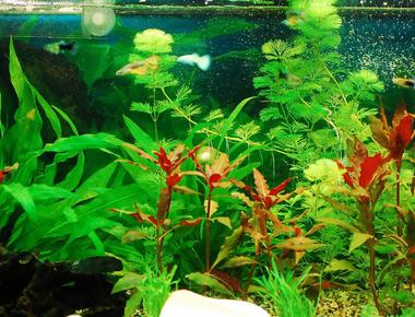 Các Loại Cây Thủy Sinh Phù Hợp Với Bể Guppy