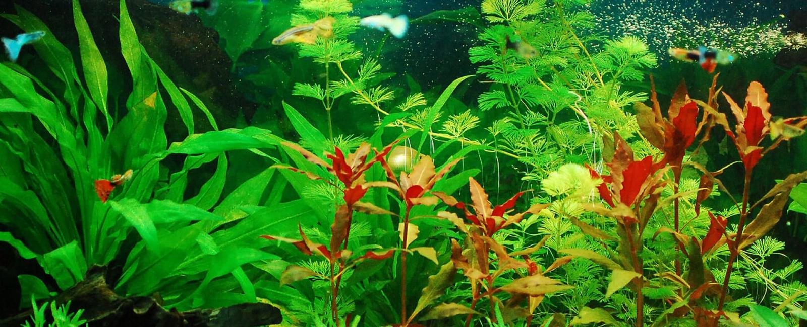 Các Loại Cây Thủy Sinh Phù Hợp Với Bể Guppy