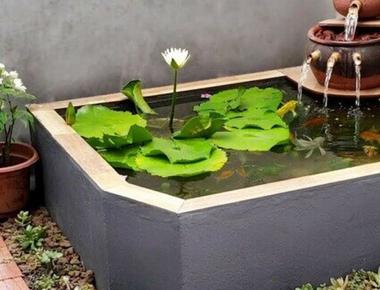 Cách Tối Ưu Hóa Môi Trường Sống Cho Cá Guppy Trong Không Gian Nhỏ
