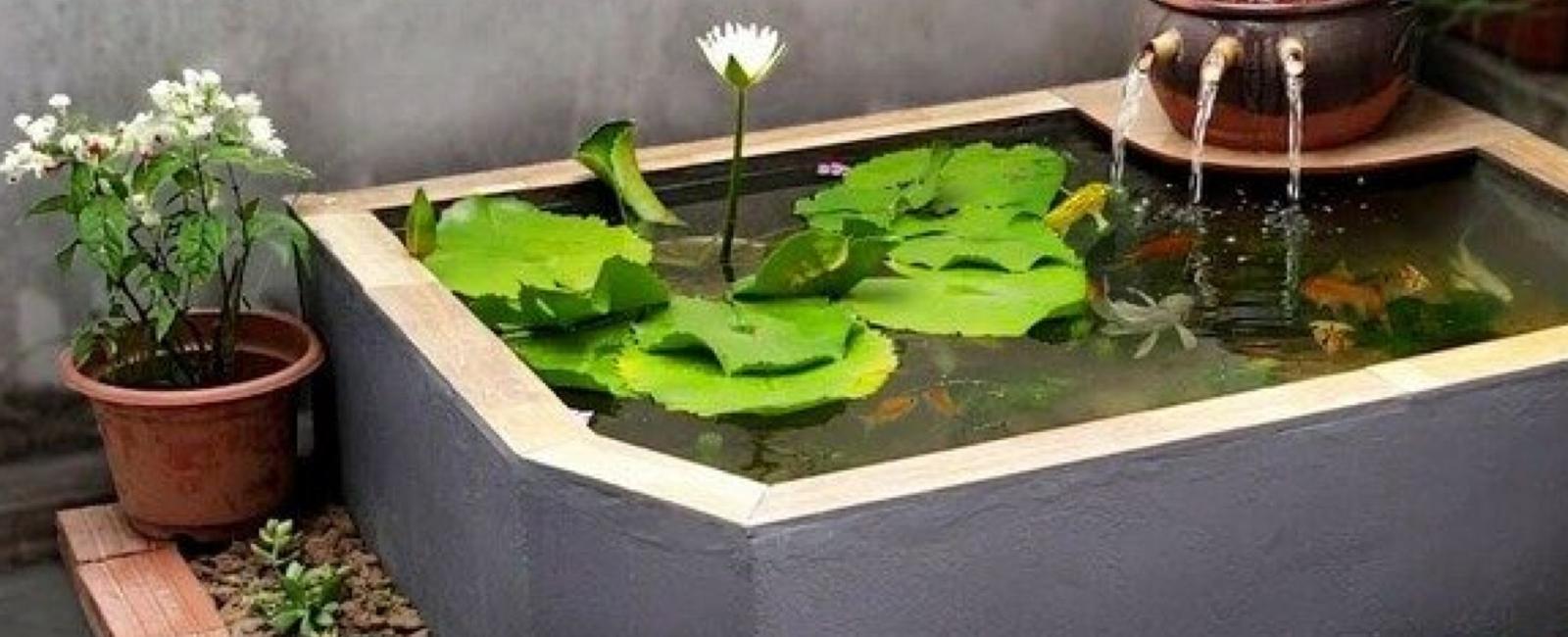 Cách Tối Ưu Hóa Môi Trường Sống Cho Cá Guppy Trong Không Gian Nhỏ