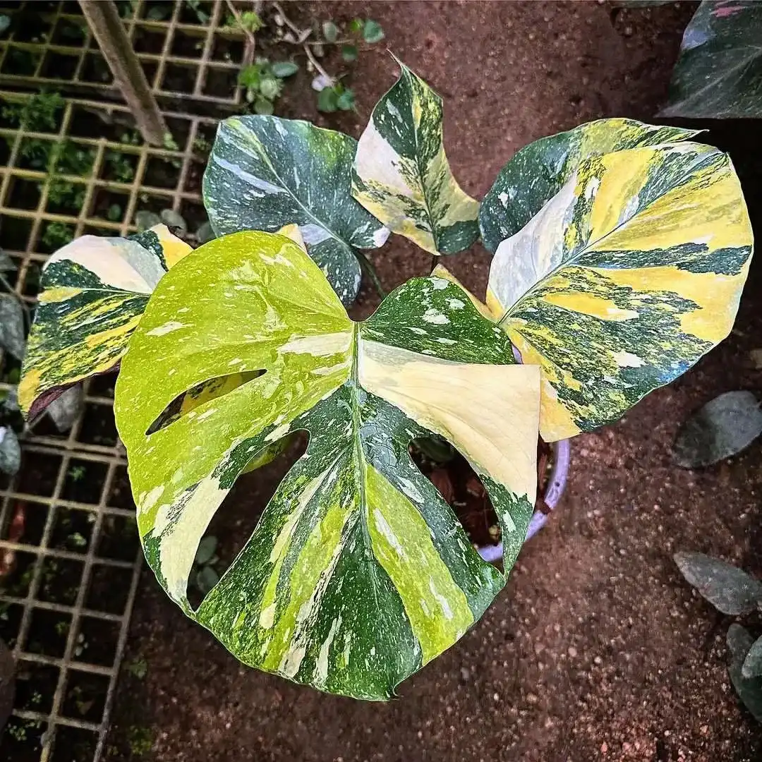Monstera Deliciosa Cons Tricolor