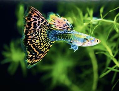 Lợi Ích Của Việc Kết Hợp Guppy Và Cây Thủy Sinh