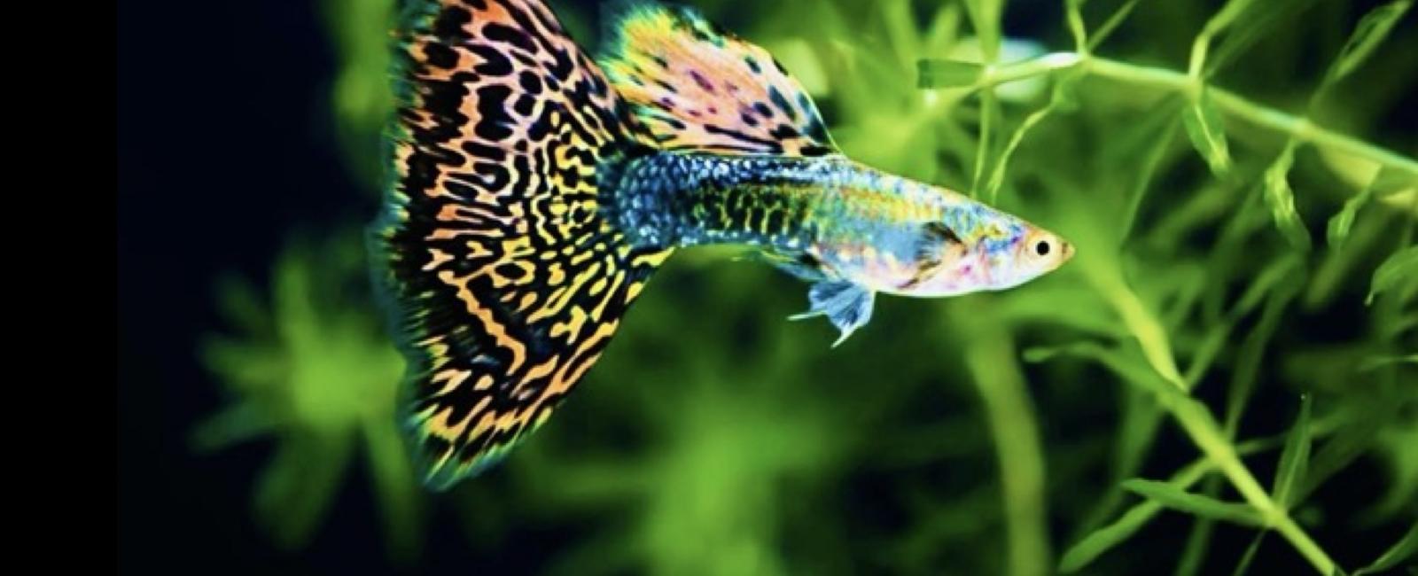 Lợi Ích Của Việc Kết Hợp Guppy Và Cây Thủy Sinh