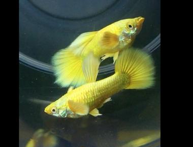 Hướng Dẫn Làm Video Chăm Sóc Guppy Cho Người Mới Bắt Đầu