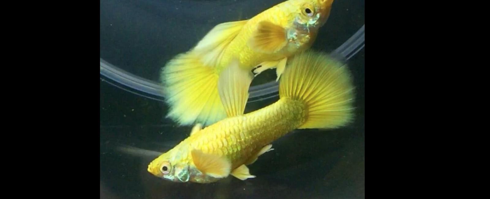 Hướng Dẫn Làm Video Chăm Sóc Guppy Cho Người Mới Bắt Đầu