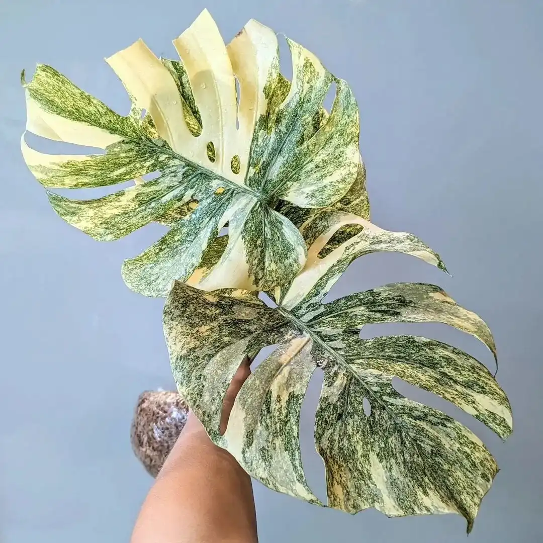 Monstera Deliciosa Thai Legacy