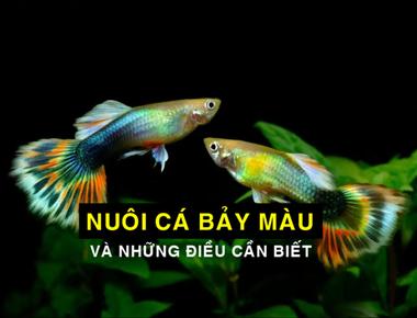 Top 10 Câu Hỏi Thường Gặp Khi Nuôi Cá Bảy Màu