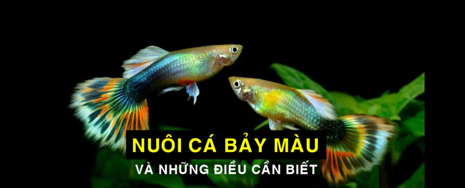 Top 10 Câu Hỏi Thường Gặp Khi Nuôi Cá Bảy Màu