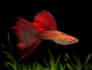 Các Giống Guppy Hiếm Và Giá Trị Trên Thị Trường