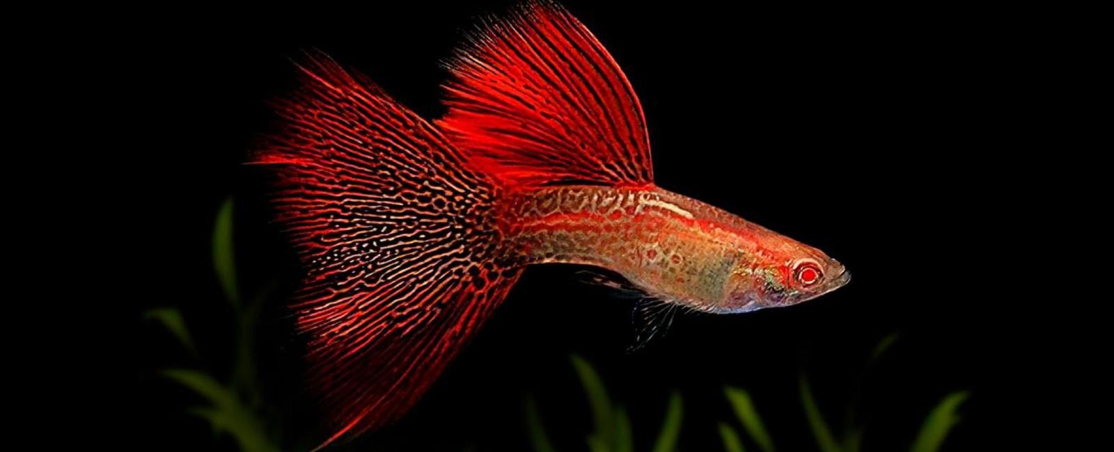 Các Giống Guppy Hiếm Và Giá Trị Trên Thị Trường