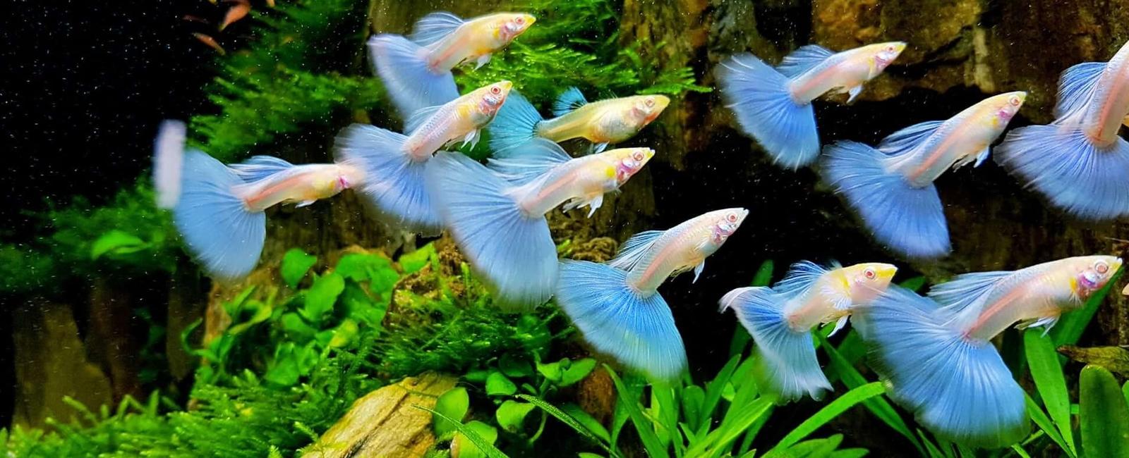 Cách Chọn Cá Bảy Màu Khỏe Mạnh Khi Mua: Bí Quyết Cho Người Mới Bắt Đầu